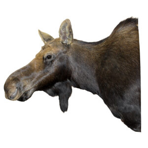 Cow Moose LEG 2203 Wall Mount Series 16" x 24" x 28"