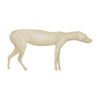 Gray Fox Looking Forward - Thumbnail Image 3