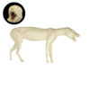 Gray Fox Looking Forward - Thumbnail Image 4