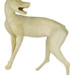 Coyote