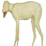 Coyote