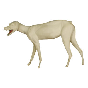 Coyote Walking Low Head
