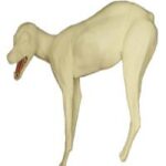 Coyote