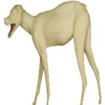 Coyote