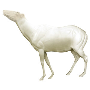 Elk With Raised Head