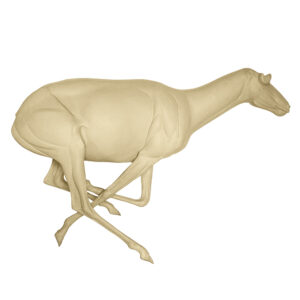Antelope Running Straight