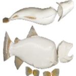 Brown Trout Body Form