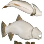 Brown Trout Body Form