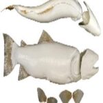 Brown Trout Body Form