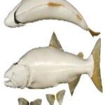 Male Pink Salmon Form