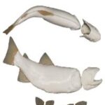 Rainbow/Cutthroat Trout Form