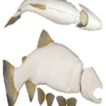 Male Rainbow Trout Fish Form