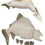 Male Pink Salmon Form