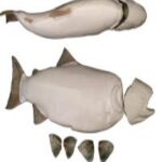 Male Steelhead Trout Form