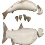 Female Steelhead Trout Form