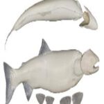 Male Silver/Kokanee Salmon Form