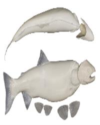 Male Silver/Kokanee Salmon Form