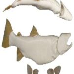 Male Rainbow Trout Fish Form