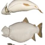 Female Rainbow Record Trout