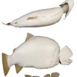 Rainbow Trout Fish Form