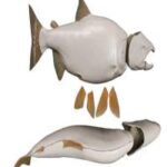Male Chum Salmon Form