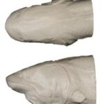 White Sturgeon Head Form (For 60" Body)