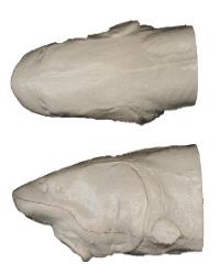 White Sturgeon Head Form (For 60" Body)