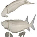 White Sturgeon Form /w Gills