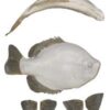 Crappie Fish Body Form / Gills
