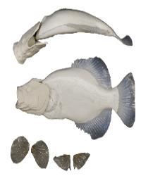 Crappie Fish Body Form / Gills