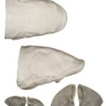 White Sturgeon Head Form (For 72" Body)