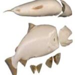 Female Chinook Salmon Form