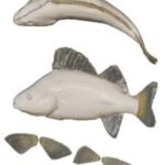 Perch Fish Form /w Gills