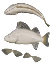 Perch Fish Form /w Gills