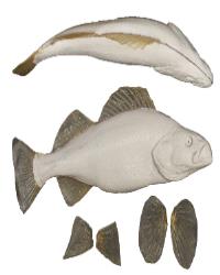 Perch Fish Form