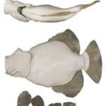 Crappie Fish Body Form