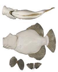Crappie Fish Body Form