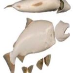 Male Chinook Salmon Form