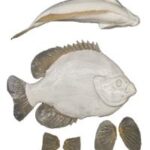 Bluegill Fish Body Form