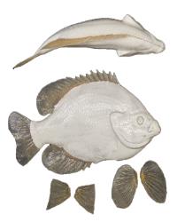Bluegill Fish Body Form