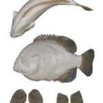 Bluegill Fish Body Form