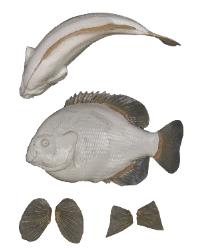Bluegill Fish Body Form