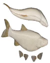 Squawfish Body Form