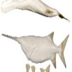 Paddlefish (Spoonbill) Form