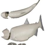 Male Chinook Salmon Form