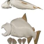 Male Chinook Salmon Form