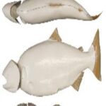 Female Chinook Salmon Form