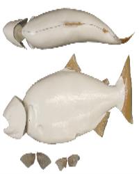 Female Chinook Salmon Form