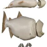 Female Chinook Salmon Form