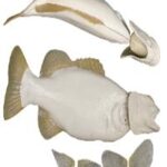 Smallmouth Bass w/ Gills